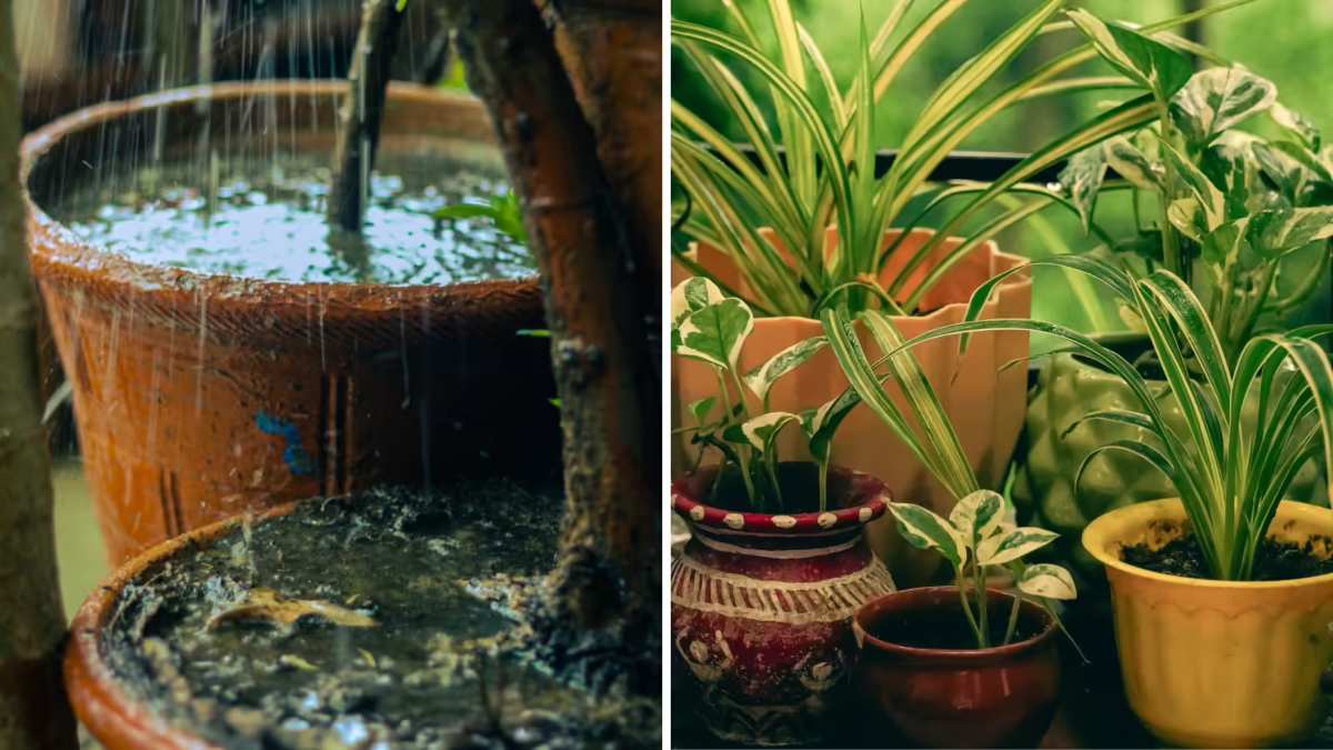 मानसून से पहले गार्डन की करें खास तैयारी, ये 6 आसान टिप्स रखेंगे पौधों को हरा-भरा और स्वस्थ …