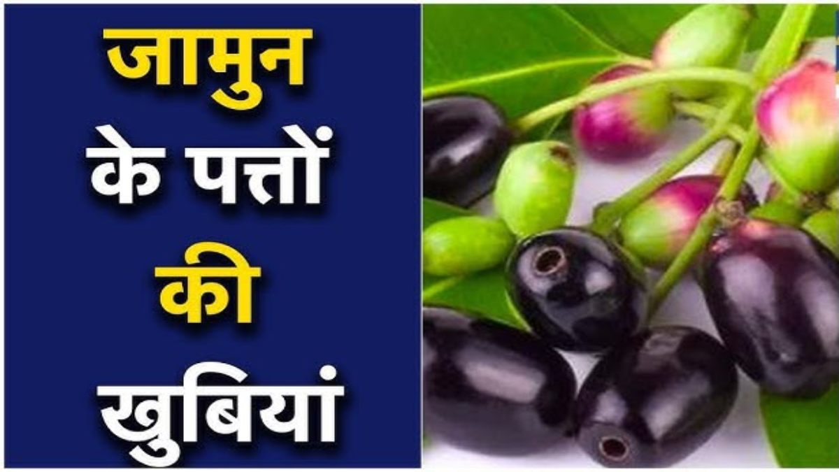 ब्लड शुगर से लेकर पाचन तक, सेहत के लिए वरदान हैं जामुन के पत्ते, जानिए इसके सेवन के जबरदस्त फायदे …