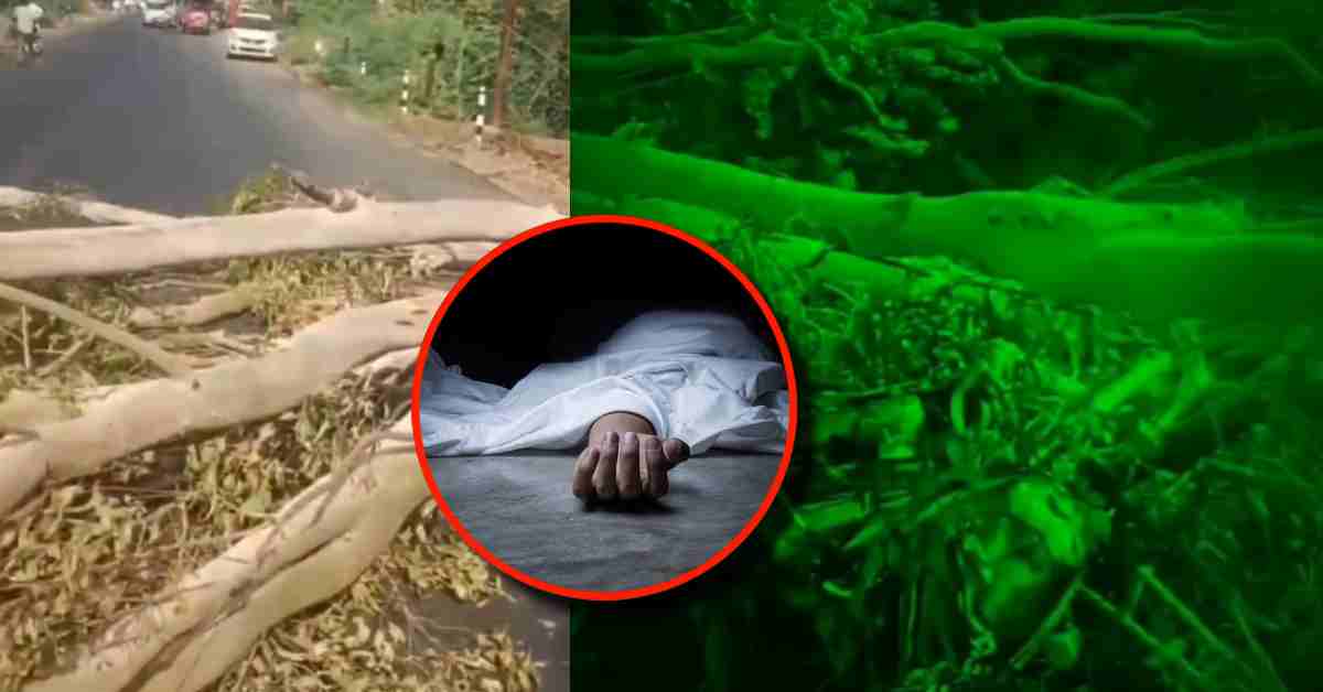 पेड़ बना काल! चलती बाइक पर यूकेलिप्टस गिरने से युवक की मौत, परिजनों में मचा कोहराम