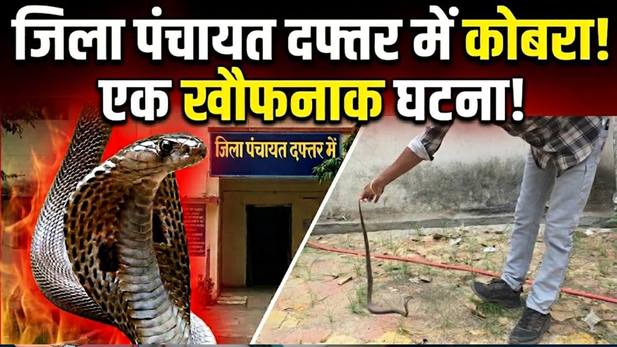 जिला पंचायत दफ्तर में निकला कोबरा: अधिकारियों-कर्मचारियों में मचा हड़कंप, RCRS टीम ने किया रेस्क्यू, देखें VIDEO