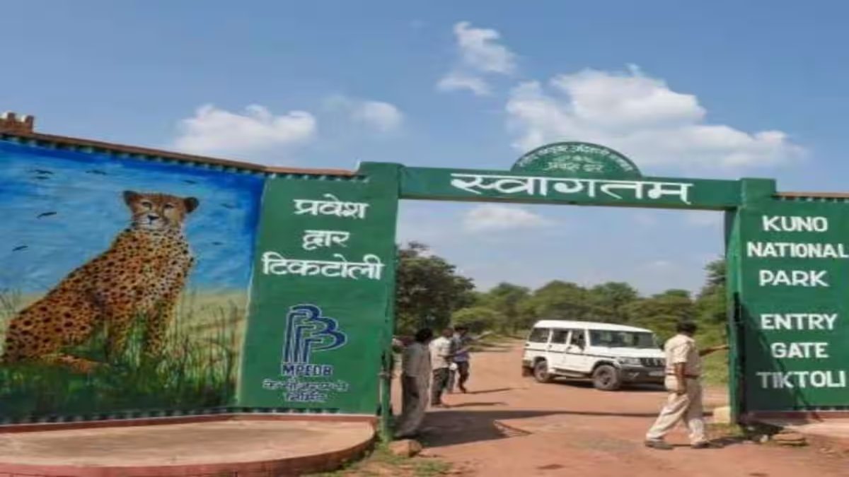 कूनो नेशनल पार्क आएंगे राष्ट्रपति: 21 जून को दौरा प्रस्तावित, बोत्सवाना से आए चीतों को कर सकती हैं रिलीज