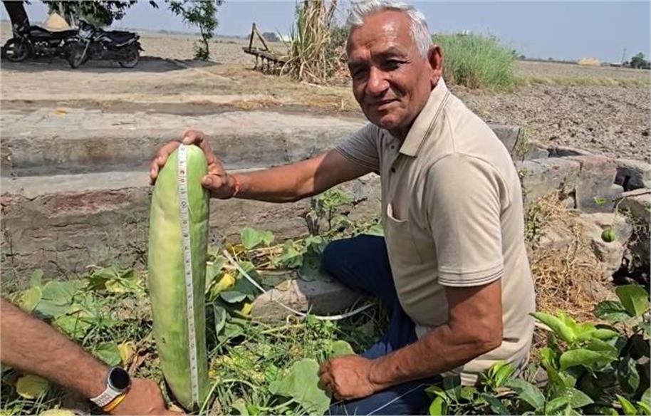 हाइब्रिड नहीं, देसी बीज का कमाल! हरियाणा के किसान ने उगाया 3 किलो से ज्यादा का ‘बाहुबली’ खीरा