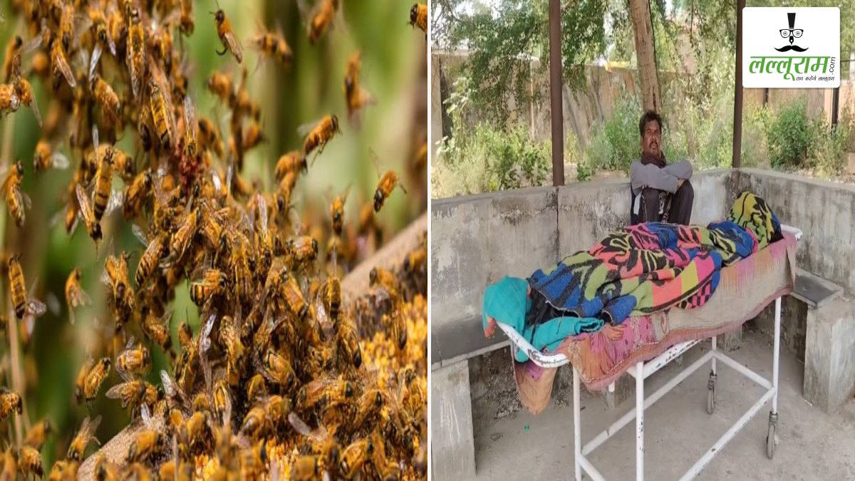 CG News: मधुमक्खियों के हमले में सास की मौत, दामाद गंभीर रूप से घायल