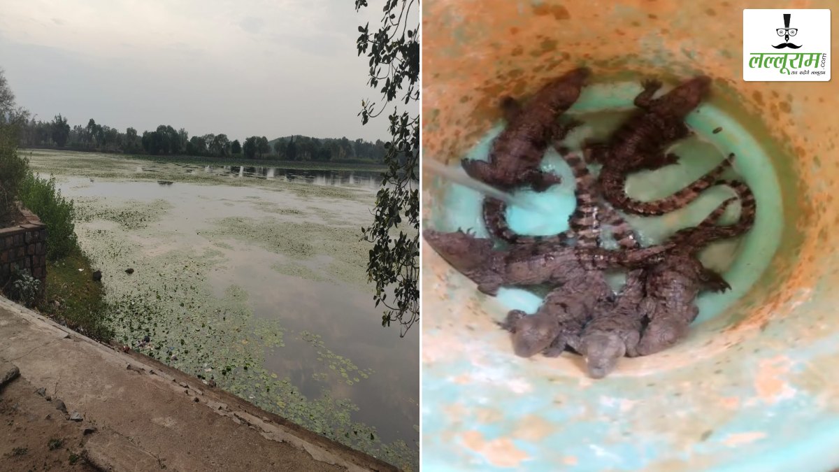 CG News: तालाब के पास मिले मगरमच्छ के बच्चे, नहाने पहुंचे लोगों में मचा हड़कंप, वन विभाग ने किया रेस्क्यू