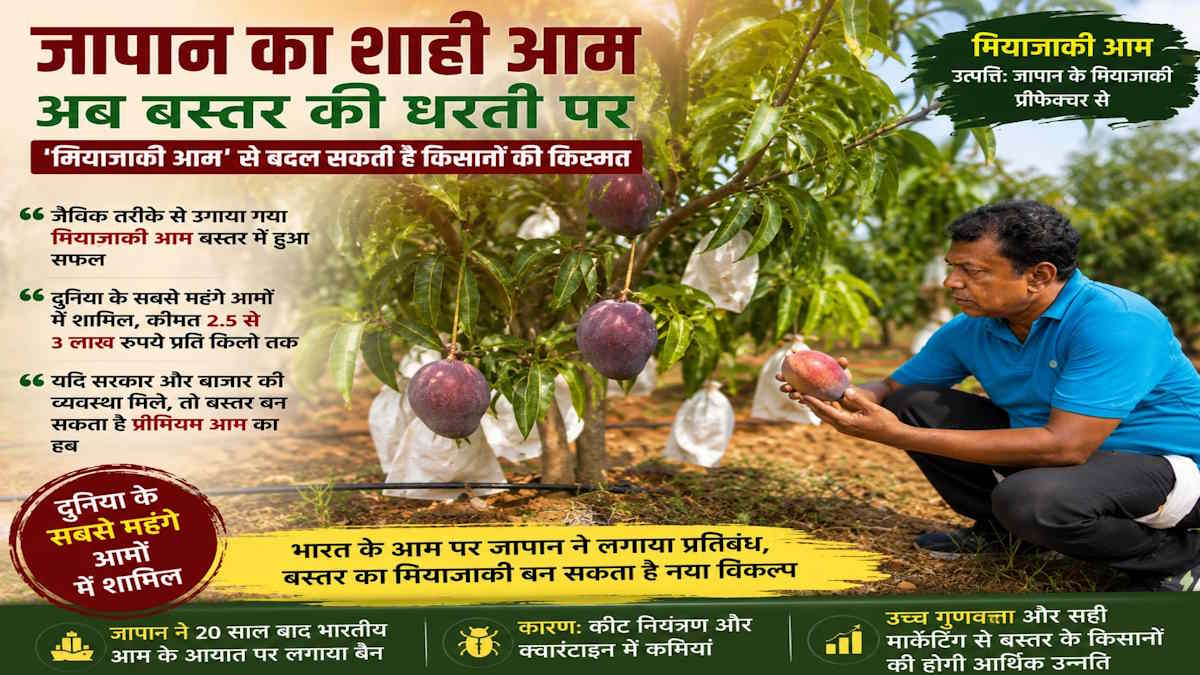 LR Special: जापान के शाही आम ने बस्तर में दी दस्तक, क्या ‘मियाज़ाकी’ बदल सकता है किसानों की किस्मत?