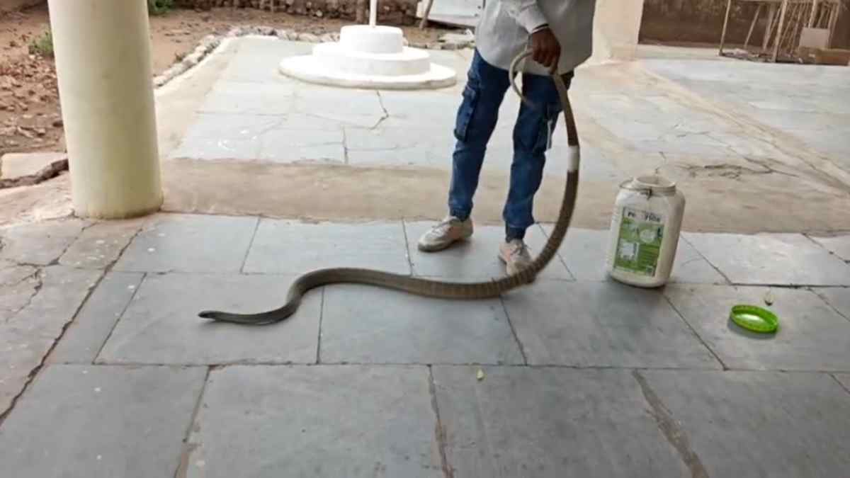 कंटीले फेंसिंग में फंसा 10 फीट लंबा सांप, घायल हालत में पहुंचा अस्पताल, लगाने पड़े इतने टांके