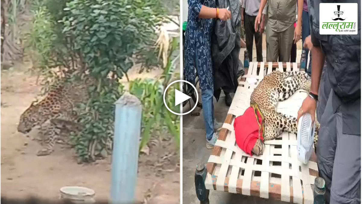 रिहायशी इलाके में पहुंचा घायल तेंदुआ, ग्रामीणों में मचा हड़कंप, ट्रेंकुलाइज कर किया गया रेस्क्यू, देखें VIDEO