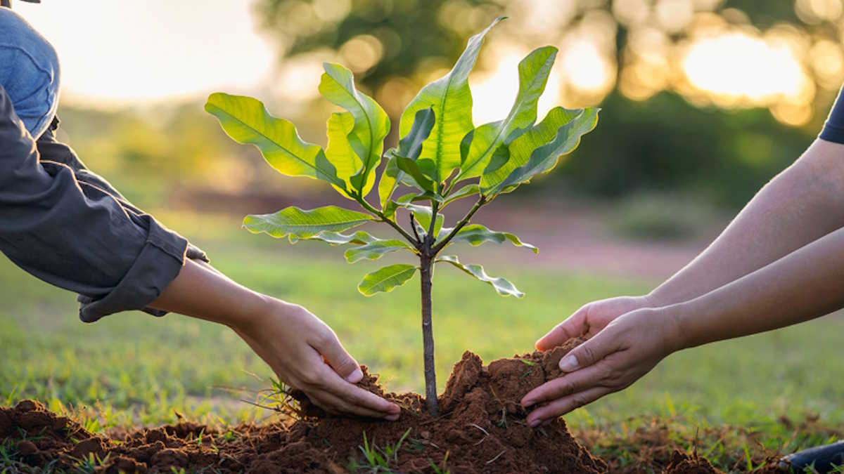 World Environment Day: राशि, नवग्रह और देवताओं से जुड़े पौधों का रोपण दिलाता है सकारात्मक ऊर्जा और सुख-समृद्धि…