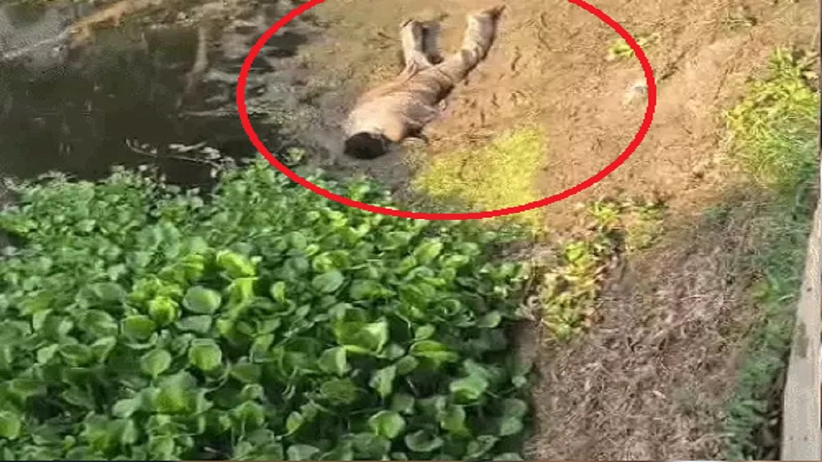 माइनर के किनारे मिला अज्ञात युवक का शव, शरीर पर मिले ऐसे निशान जिससे उलझी पुलिस की गुत्थी