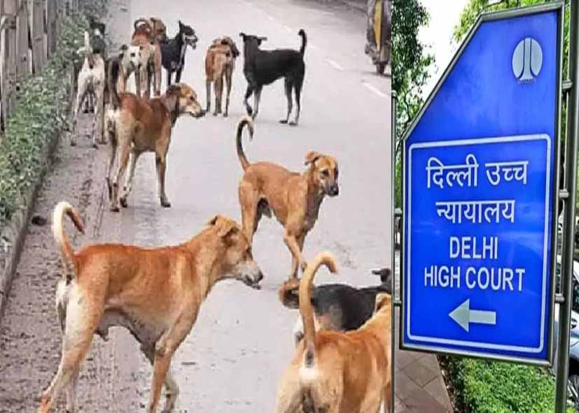 दिल्ली हाईकोर्ट परिसर में कुत्तों के घूमने पर अदालत सख्त, जज बोले- ‘क्या हम इनके मालिक हैं?’