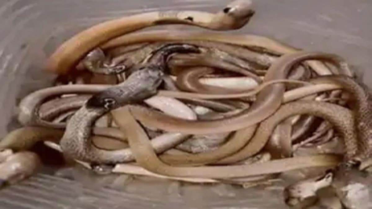 पक्के मकान के नीचे बना था सांपों का डेरा, खुदाई में मिले 36 जहरीले गेहुअन