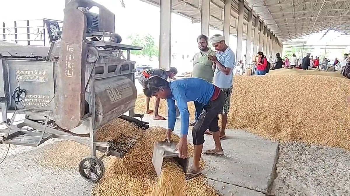 करनाल : मंडियों में उमड़ी मक्के की बंपर आवक, एथेनॉल की मांग से किसानों की हो रही चांदी