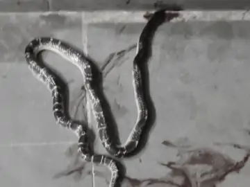 हॉस्टल के कमरे में घुसा सांप, 11वीं की छात्रा को डसा, अब मेडिकल कॉलेज में जिंदगी से जंग