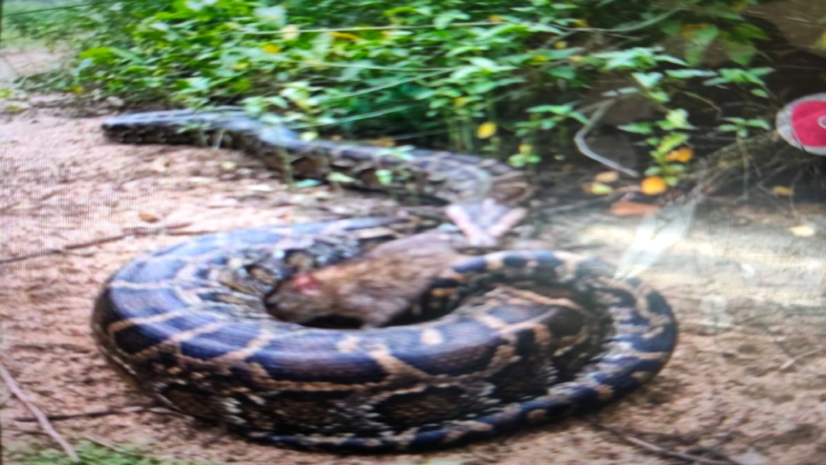 रिहायशी इलाके में दिखा विशालकाय अजगर: ग्रामीणों में दहशत का माहौल, वन विभाग जारी सतर्क रहने की अपील