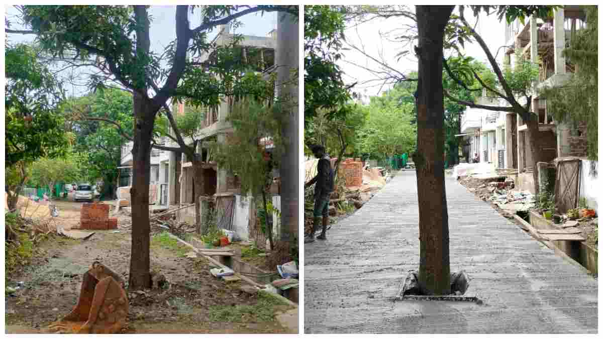 भोपाल में PWD इंजीनियरिंग का अजब कारनामा: 80 फीट चौड़ी सड़क के बीचों-बीच छोड़ा आम का पेड़, हादसों का बढ़ा खतरा
