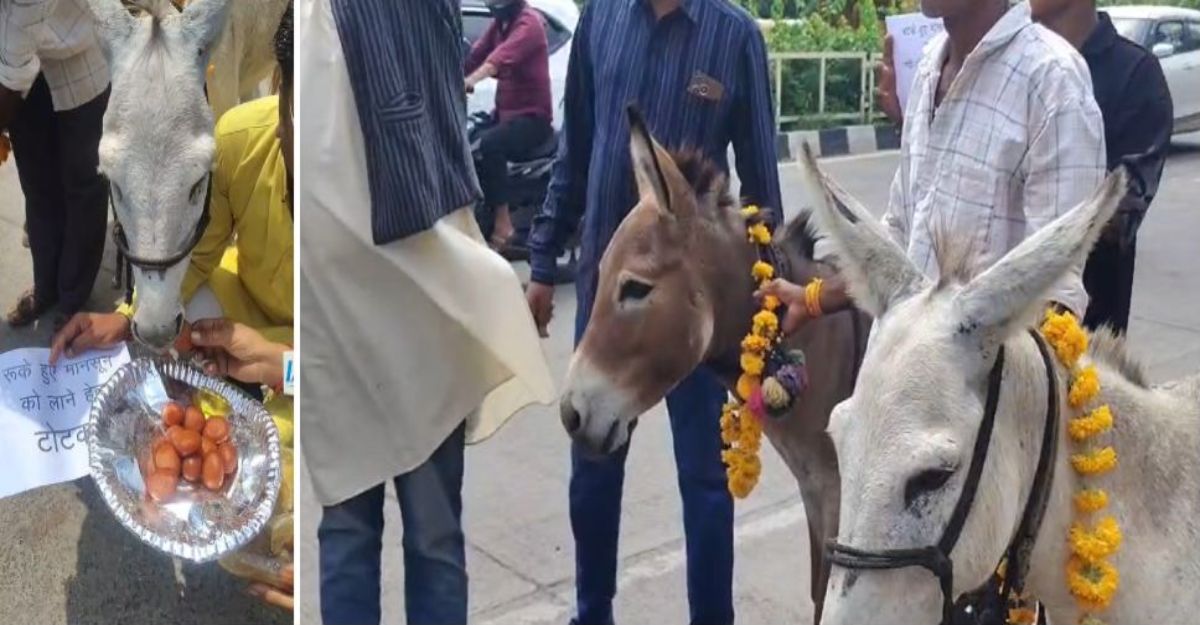 भटके मानसून को बुलाने का अनोखा टोटका: इंद्रदेव को मनाने के लिए गधों को खिलाए ‘गुलाब जामुन’