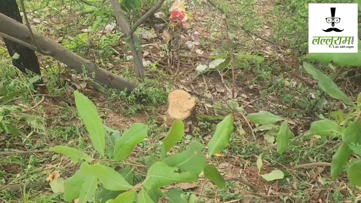 CG CRIME NEWS : आश्रम से लाखों के पेड़ चोरी, अज्ञात आरोपियों की तलाश जारी