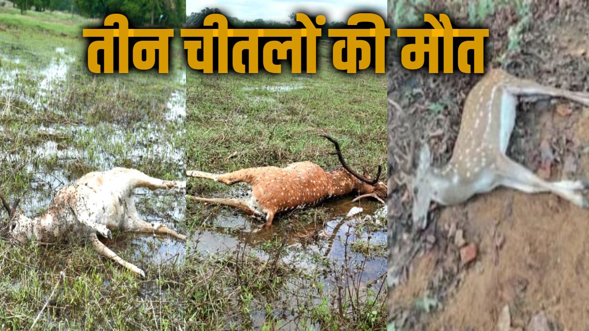 बारनवापारा अभयारण्य में तीन चीतलों की मौत, जांच में जुटा वन विभाग