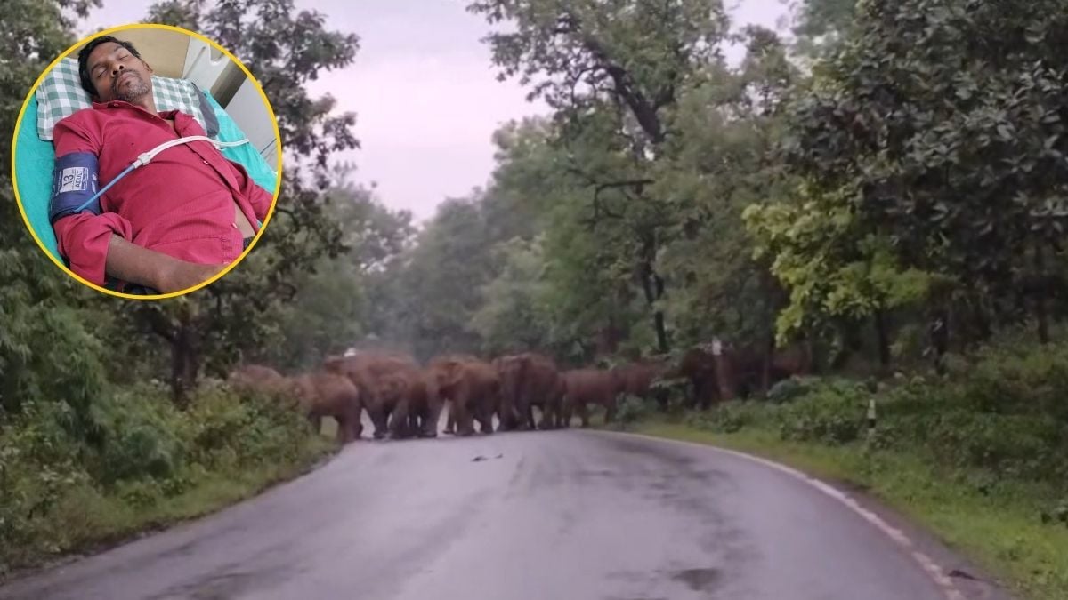 हाथियों की दस्तक से दहशत: गजराज ने ग्रामीण को पटककर किया घायल, इधर हाथियों के झुंड से घंटों बंद रहा मार्ग