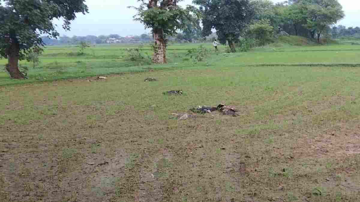 पन्ना में जहरीला शिकार बना गिद्धों का काल: सियार के शव को खाने से 8 दुर्लभ गिद्धों की मौत की आशंका, वन विभाग में मचा हड़कंप 