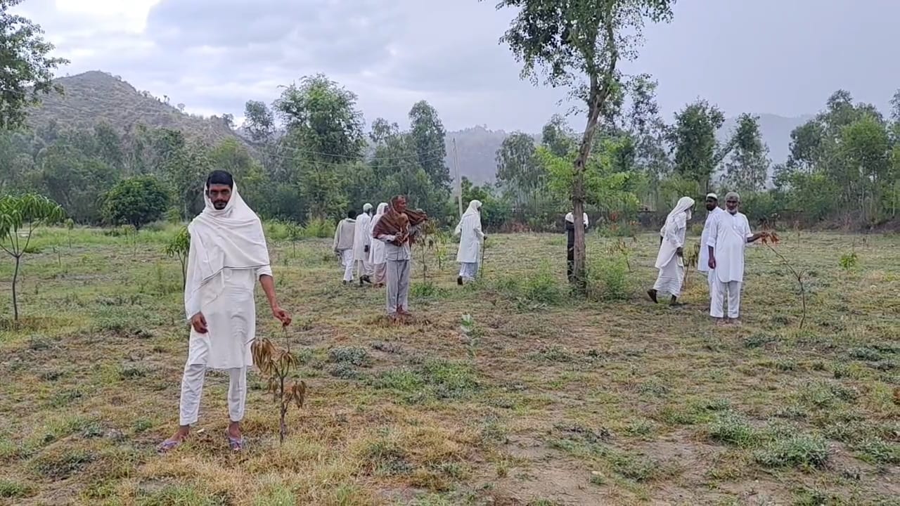 यमुनानगर में वन विभाग पर लापरवाही के आरोप, 1500 फलदार पौधों में से अधिकांश सूखे