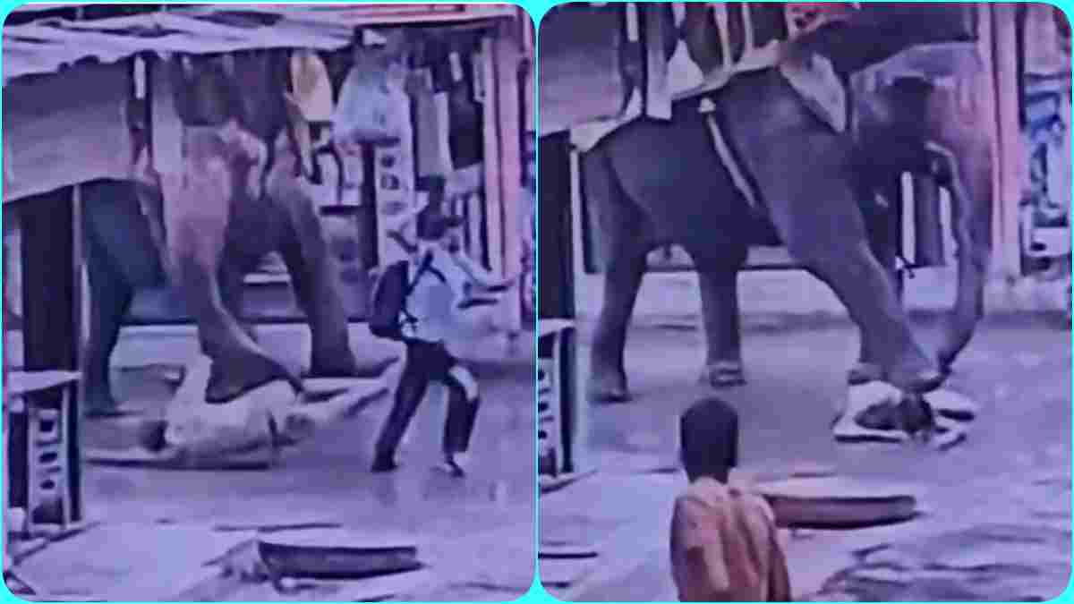 हाथी को गुड़ खिलाना ऑटो ड्राइवर को पड़ा महंगा, सूंड से पटककर कुचला, तड़प कर हुई मौत