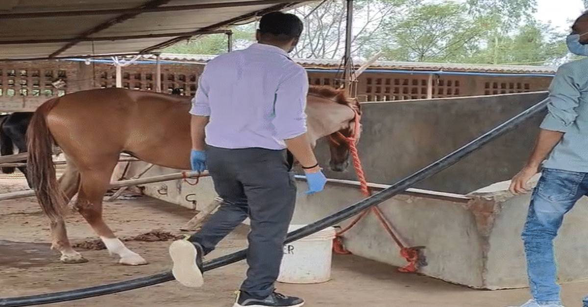 घोड़े की खरीदी बिक्री पर हाईकोर्ट सख्त: विरोधाभासी बयान सामने आने पर रिकॉर्ड तलब, हैदराबाद से जबलपुर लाए गए थे 57 घोड़े