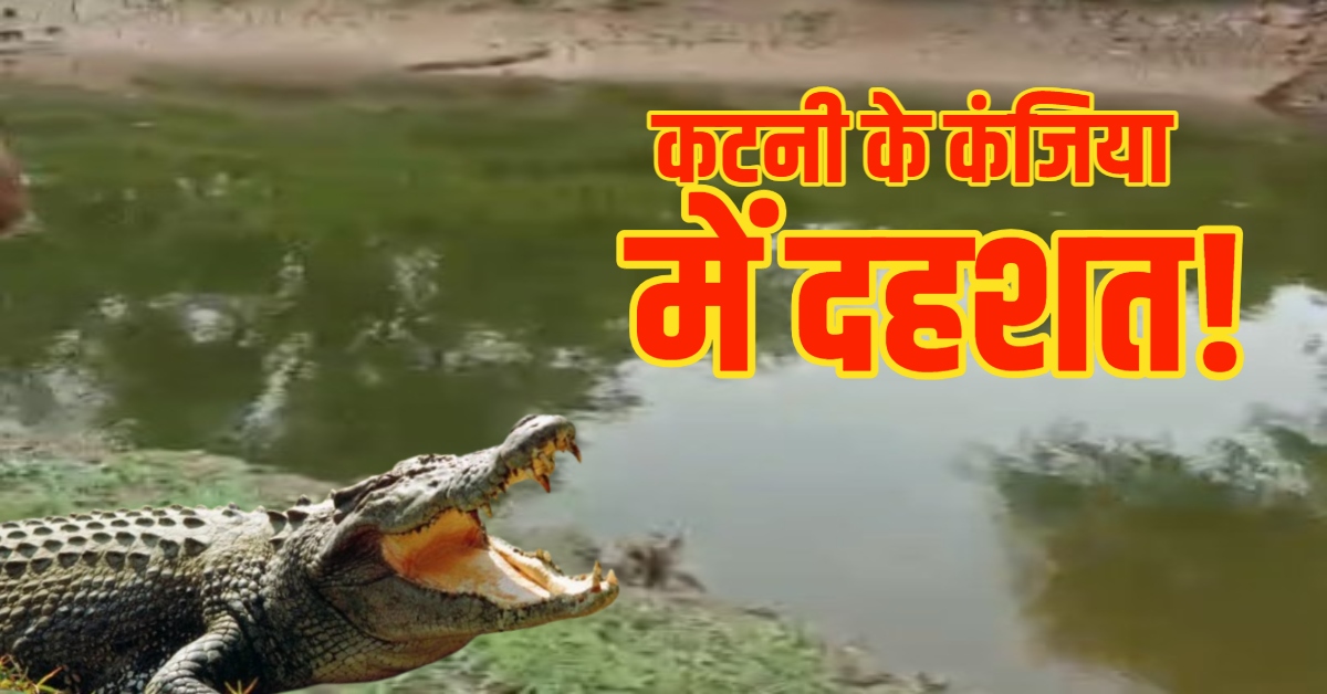 कटनी के ग्राम कंजिया में दहशत: नदी में 3 मगरमच्छों के दिखने से मचा हड़कंप; रेस्क्यू टीम अलर्ट