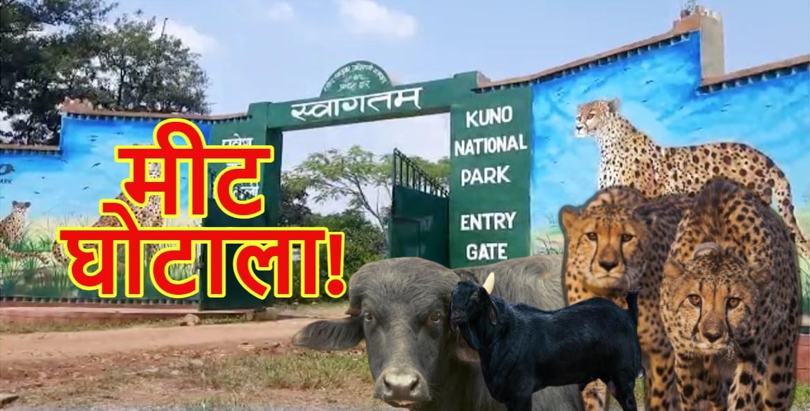 कूनो नेशनल पार्क में ‘मीट घोटाला’: बिना टेंडर खरीद और फर्जी वजन दिखाकर सरकारी खजाने में सेंध, EOW तक पहुंची शिकायत
