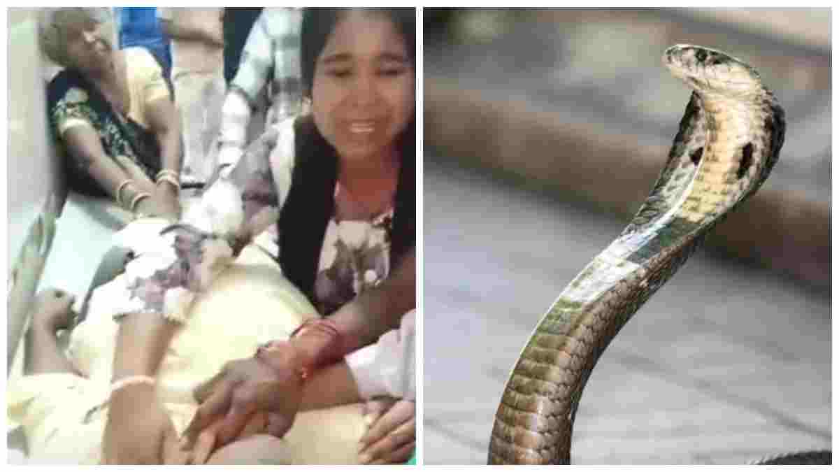 जहरीला सांप बना भाई-बहन का काल: आराम करते समय दोनों को डंसा, इलाज के दौरान तोड़ा दम
