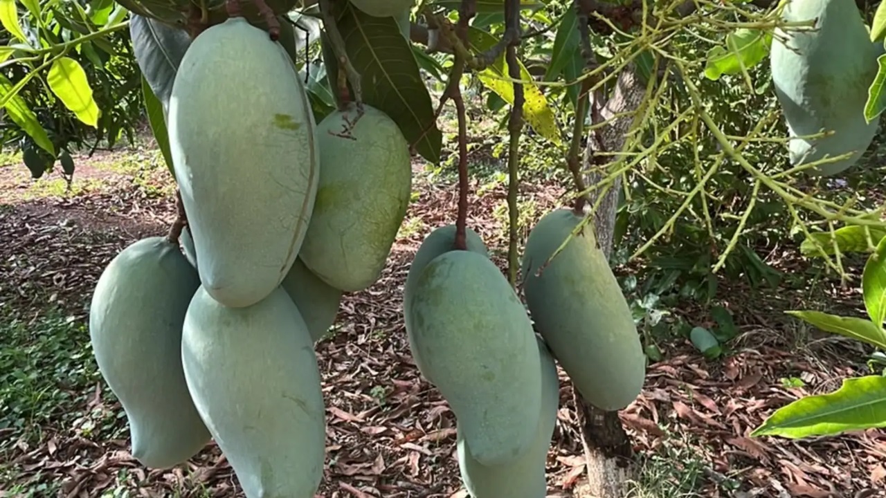 Mallika Mango Farming से बदली किस्मत, नौकरी छोड़ राजस्थान के किसान ने बनाया सफलता का नया रिकॉर्ड