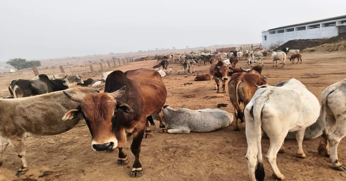गौशालाओं के नाम डकार गए 50 करोड़: कागजों पर ‘जिंदा’ हुईं मरी गायें, रिश्वत के चेक से डिप्टी डायरेक्टर ने बेटे के नाम खरीदा बंगला!