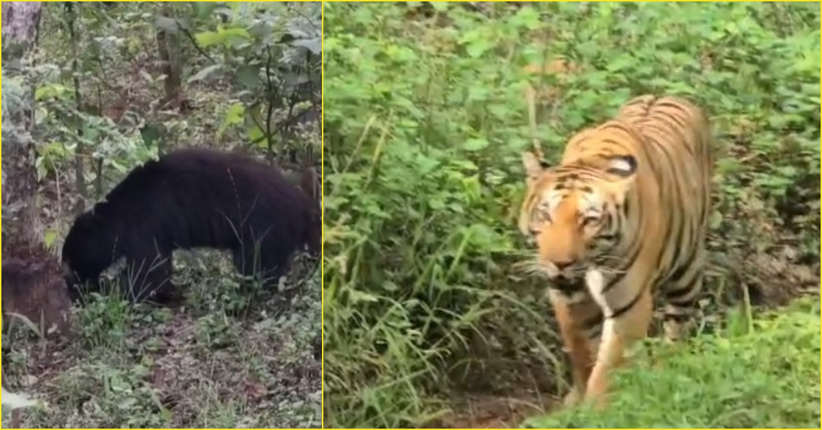 कोर बंद… बफर में ‘बाघ-भालू’ का स्वैग! पर्यटकों के सामने आ गए जंगल के राजा, कैमरे में कैद हुआ गजब रोमांच