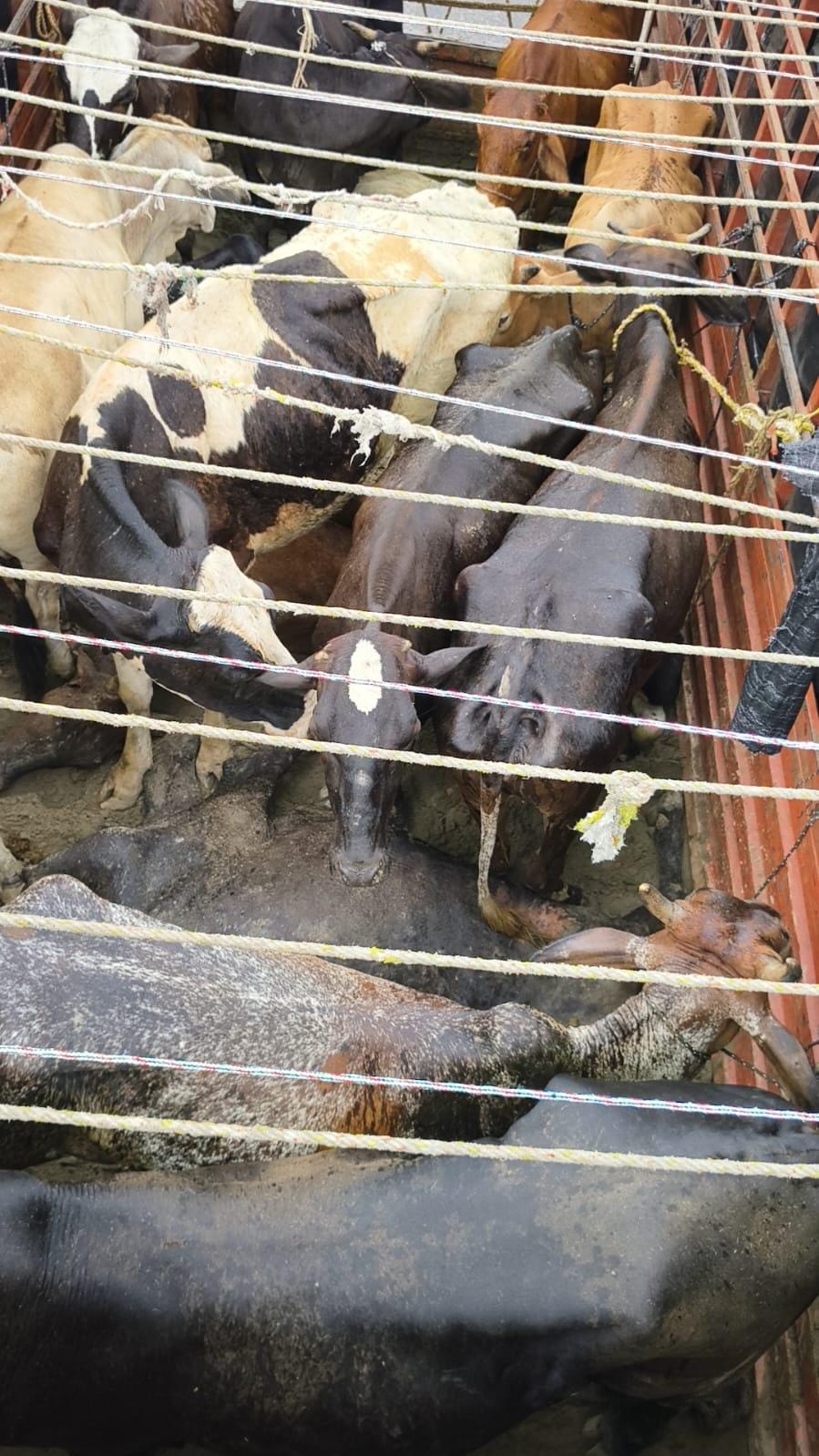 नूंह पुलिस की बड़ी कार्रवाई: 16 गायों से भरा कैंटर जब्त,तीन कथित गौ तस्कर गिरफ्तार