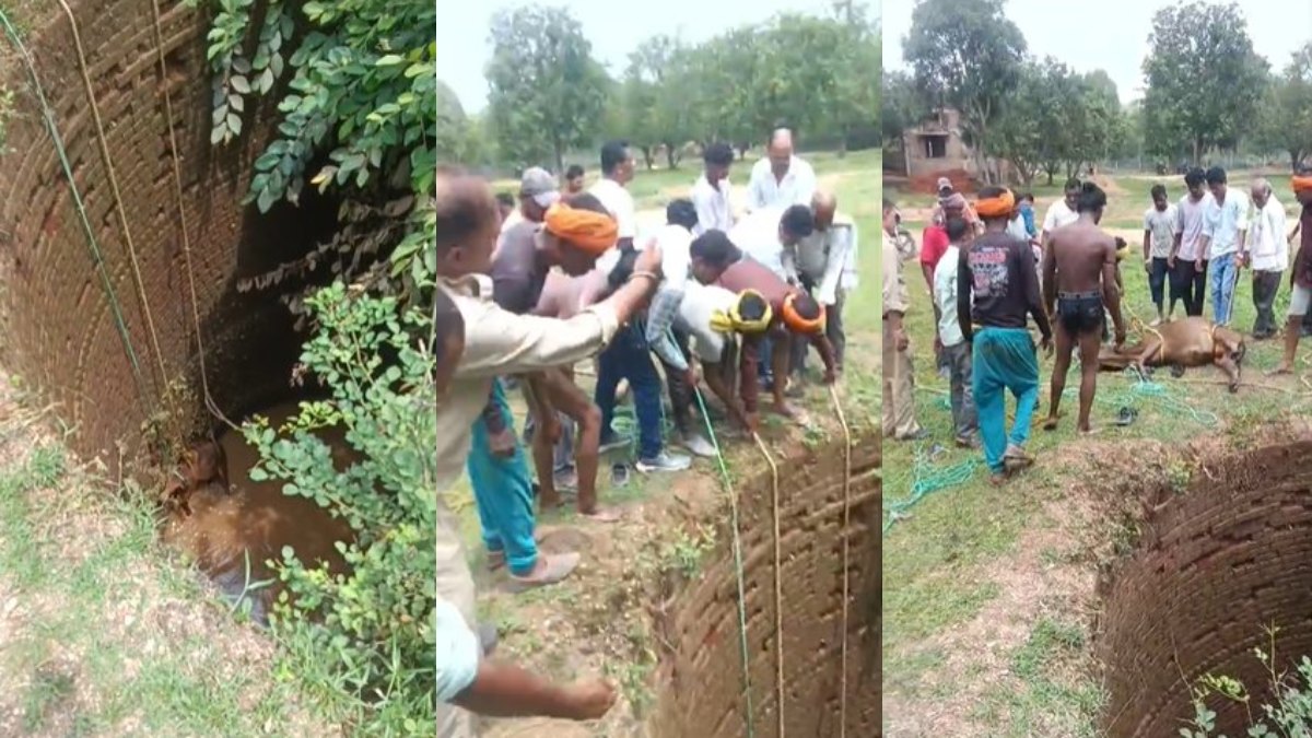 VIDEO: कुएं में गिरा बैल, डायल-112 की टीम और ग्रामीणों ने रेस्क्यू ऑपरेशन चलाकर बचाई जान