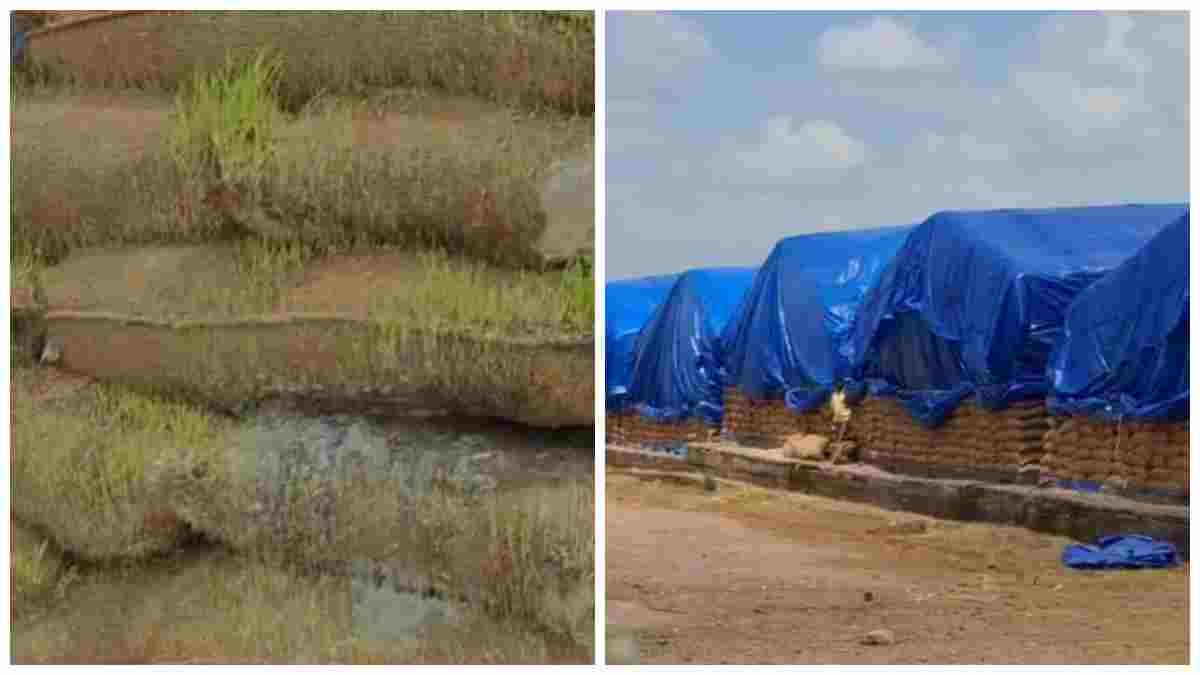 खुले आसमान के नीचे सड़ रहा धान: पन्ना में वेयरहाउस कॉरपोरेशन की लापरवाही से लाखों का नुकसान, अनाज से उगने लगे पौधे 