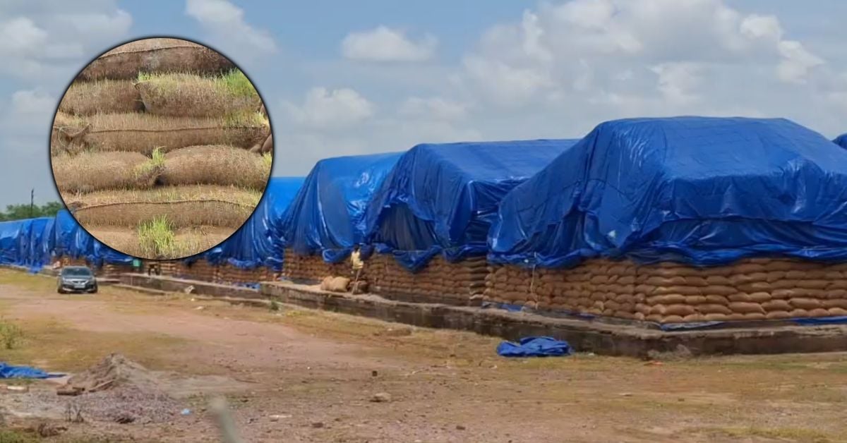 खुले आसमान के नीचे सड़ रहा धान: पन्ना में वेयरहाउस की लापरवाही से लाखों का नुकसान, अनाज से उगने लगे पौधे