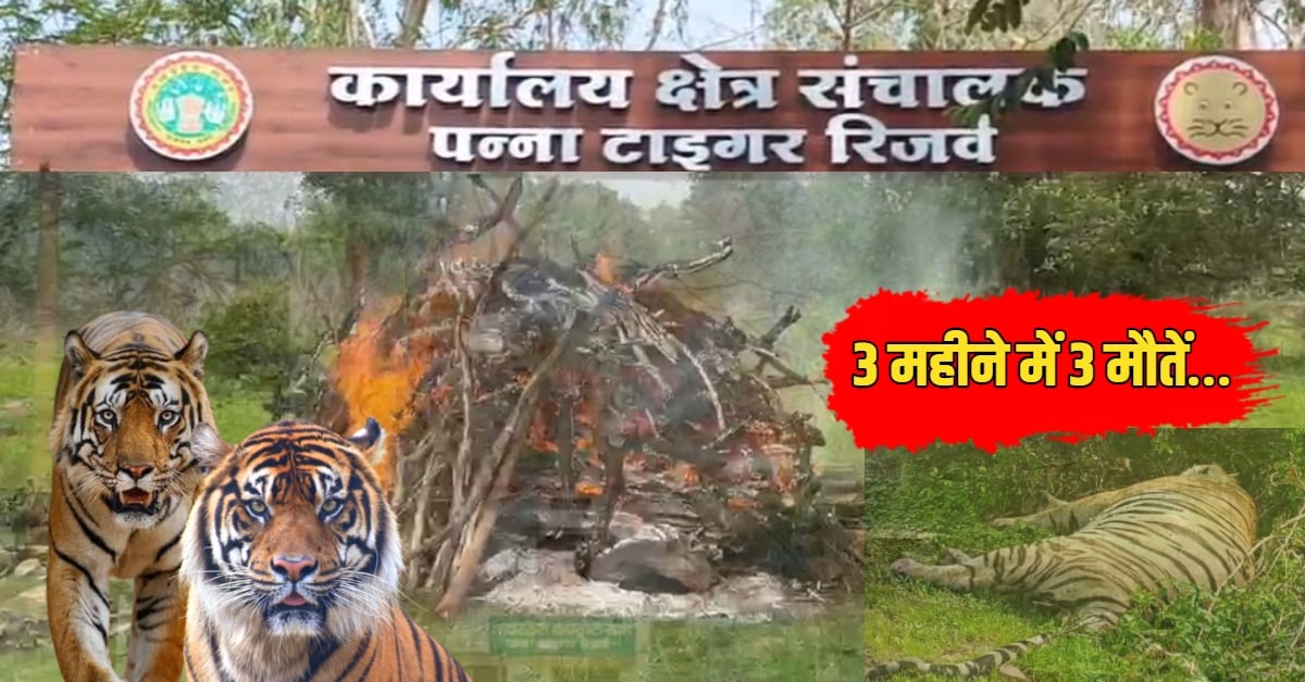 3 महीने में 3 मौतें… पन्ना के जंगल में आखिर किसका है ‘किलर’ खेल?