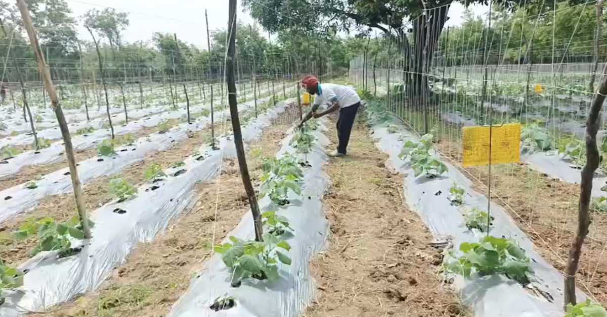 ड्रिप और ग्राफ्टिंग से बने ‘रोजगारदाता’: 2500 की नौकरी छोड़ तकनीक से कमाए लाखों, ​’भटकटइहा’ की मजबूत जड़ पर उगाया टमाटर