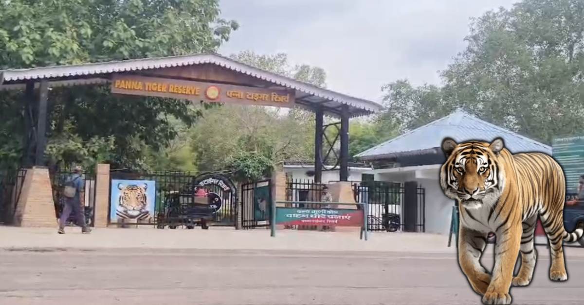 पन्ना टाइगर रिजर्व में रिकॉर्ड तोड़ कमाई: बाघों के दीदार ने बनाया नया इतिहास, इस साल 2.63 लाख पर्यटकों से मिले इतने करोड़ रुपये