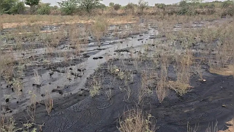 Rajasthan News: बाड़मेर में खेतों में निकलने लगा क्रूड ऑयल, 12 घंटे बाद भी रिसाव नहीं रुका