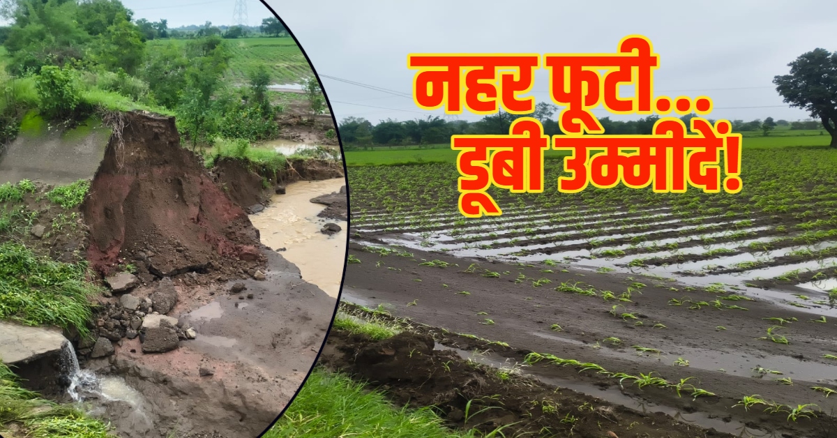 अन्नदाता के आंसुओं पर अधिकारियों की बेरुखी! सिंचाई का सपना दिखाकर चौपट कर दी फसल; नहर फूटने से फूटा किसानों का दर्द