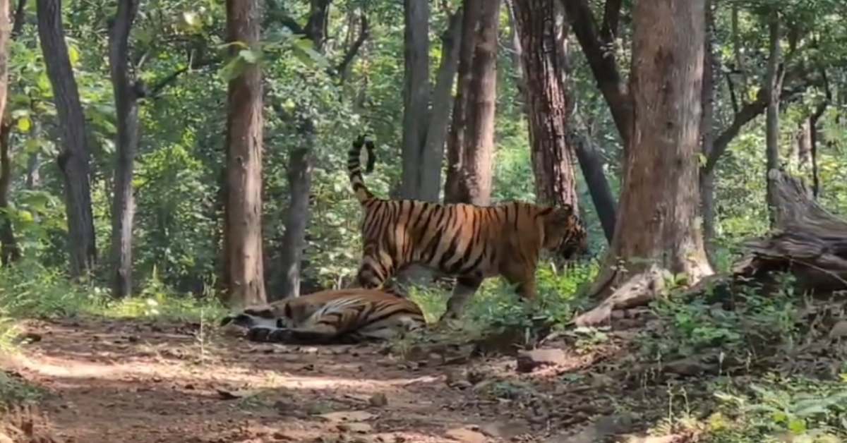 ​’बिगड़ैल’ और अनाथ बाघ-तेंदुओं की पाठशाला बना सतपुड़ा टाइगर रिजर्व, 10 साल में 28 वन्यजीवों का ‘काउंसिलिंग’ कर जंगल में छोड़ा