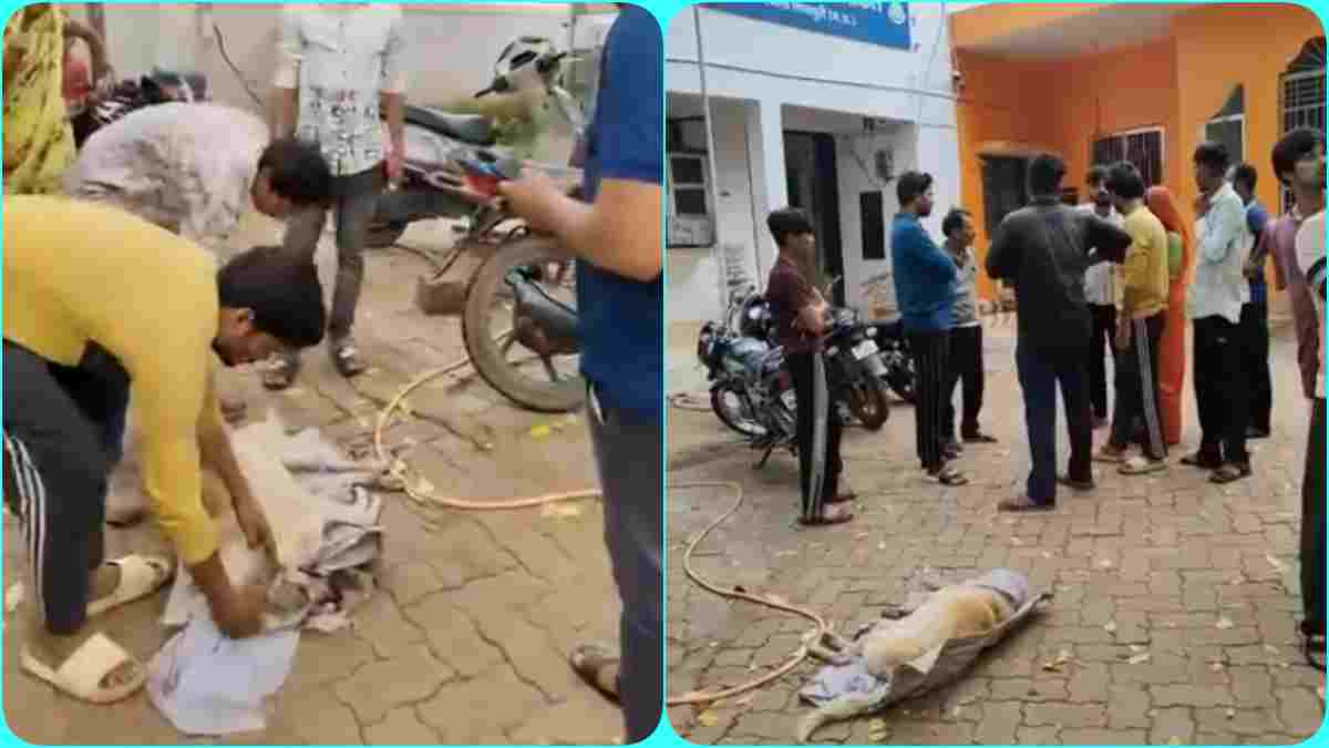 शिवपुरी में पालतू कुत्ते की मौत पर बवाल: मालिक ने सड़क पर शव रखकर किया प्रदर्शन, हत्या का लगाया आरोप