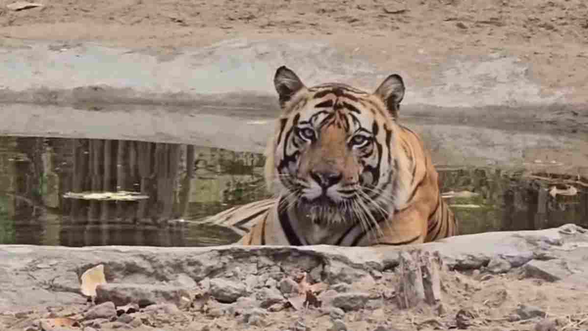 Tiger Reserve: बांधवगढ़ में बाघ-मानव संघर्ष बढ़ा, 7 महीने में 9 बाघों की मौत, 7 ने गंवाई जान
