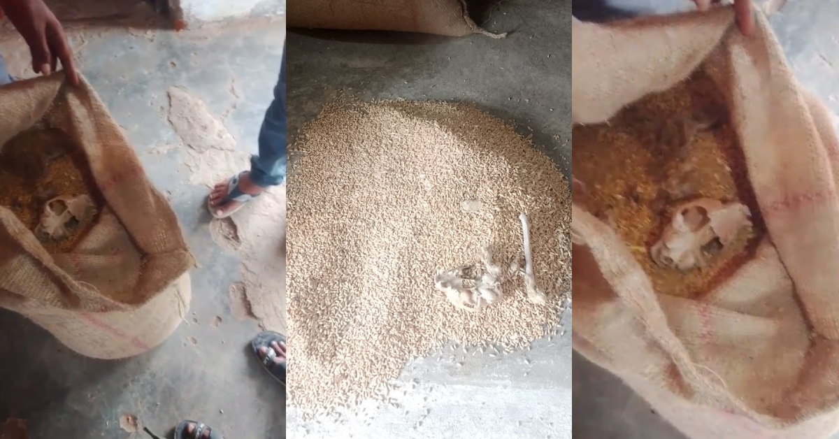 गरीबों के राशन में मिला जानवर का कंकाल! सरकारी बोरी खोलते ही निकली सिर और पैर की हड्डी, भड़के ग्रामीण