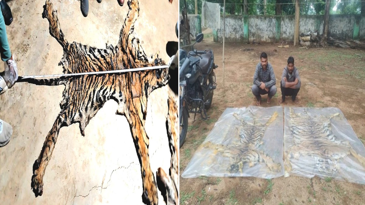 इंद्रावती टाइगर रिजर्व में दो बाघों का शिकार: सुरक्षा व्यवस्था की खुली पोल, उपनिदेशक ने कहा- संदिग्धों से पूछताछ जारी