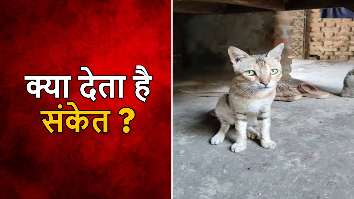 घर में बार-बार बिल्ली का आ जाना… क्या देता है संकेत ?