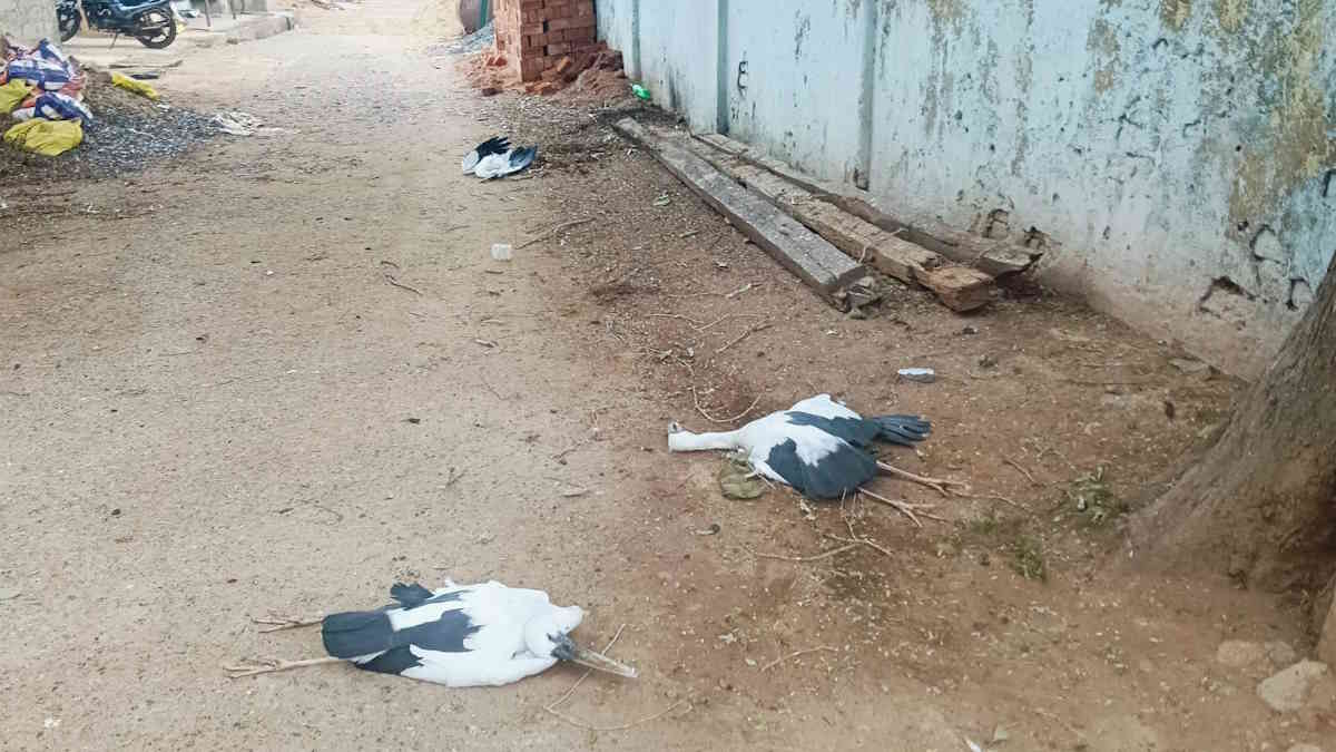 आशियाने पर गिरी आकाशीय बिजली, हजारों किमी का सफर तय कर पहुंचे 6 साइबेरियन पक्षियों की मौत…