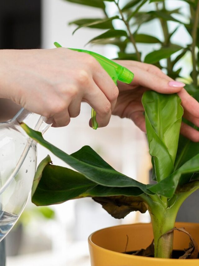 Plant care: फिल्टर वाटर या टंकी का पानी, जानें पौधों के लिए क्या है सही?